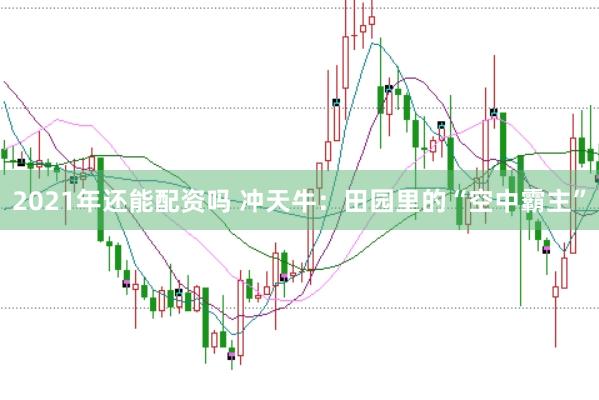 2021年还能配资吗 冲天牛：田园里的“空中霸主”